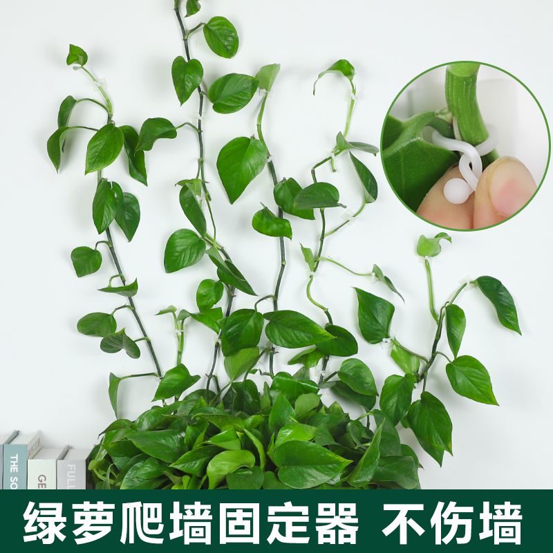 绿萝攀爬神器绿箩固定爬上固定夹挂钩无痕绿罗扣环爬墙绿植固定器