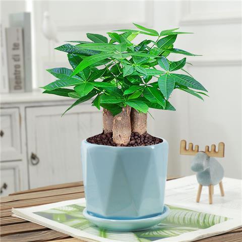 花卉植物室内绿植盆栽客厅桌面植物小盆栽办公室花卉观叶植物