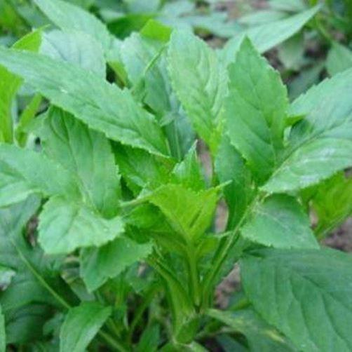 野菜种子蒲公英马齿苋荠菜面条苦菜刺老芽香椿秋葵鱼腥草紫苏枸杞