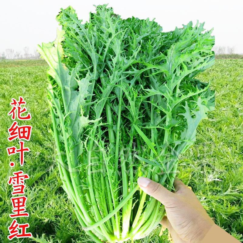 雪菜种子花细叶雪里蕻红种籽芥菜春不老九头鸟排菜秋冬季蔬菜种孑