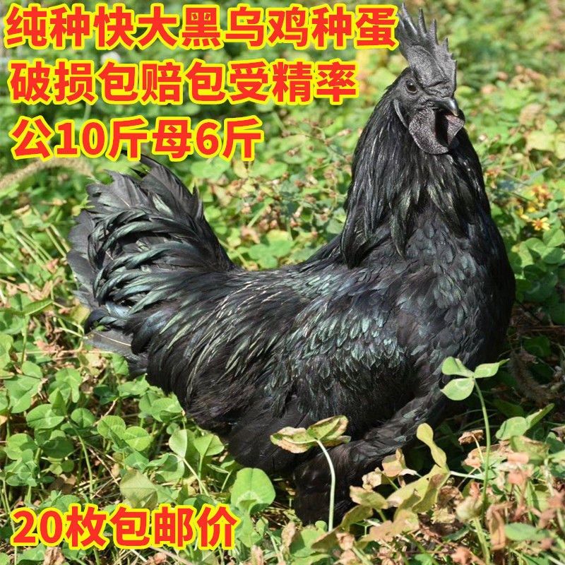 纯种略阳乌骨鸡五黑鸡种蛋受精蛋可孵化绿壳鸡蛋大型鸡包邮价