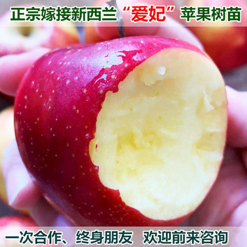 爱妃苹果树苗嫁接新西兰爱妃苹果苗爵士苹果苗晚熟脆甜地栽盆栽苗