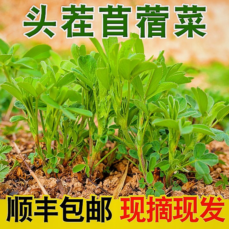 苜蓿菜新鲜现摘露天头茬苜蓿芽草头农家当季食用野生蔬菜现摘草头