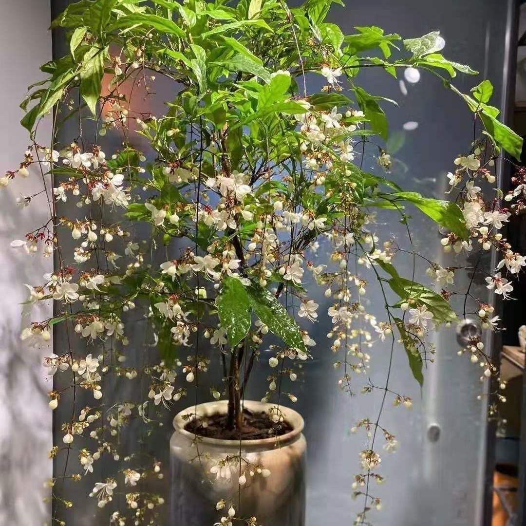 横县垂枝老桩鲜花垂丝茉莉大苗茉莉花盆栽带花苞紫双色茉莉花苗树