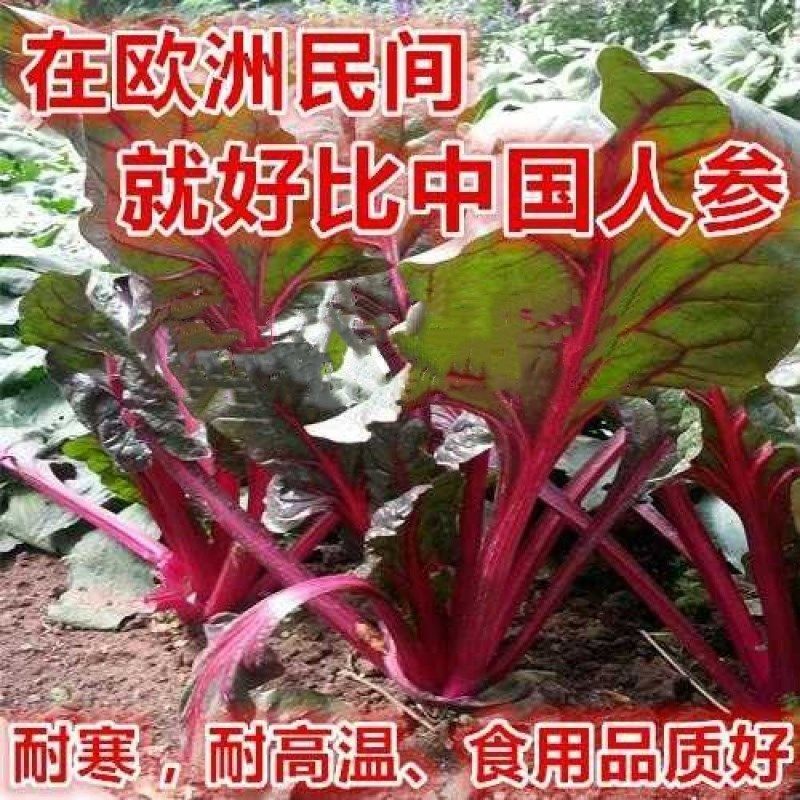 红根蔬菜种子  红叶菠菜种子 红梗菜 红根达菜 甜叶菜籽