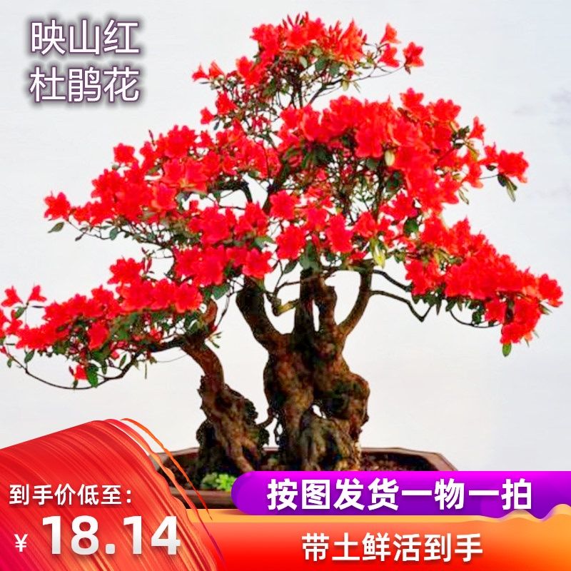 室内树盆景下单映山红老桩矮霸杜鹃四季花卉怪提根栽植一物一拍苗【3