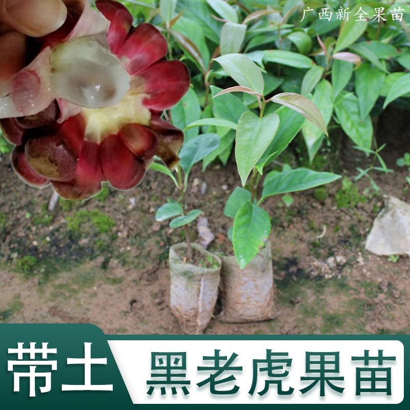 黑老虎苗布福娜苗黑老虎树苗水果苗爬藤南北方种植当年结果