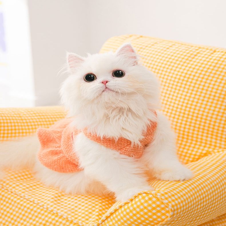 可爱小猫咪连衣裙子秋季布偶衣服防掉毛蓝猫幼猫保暖
