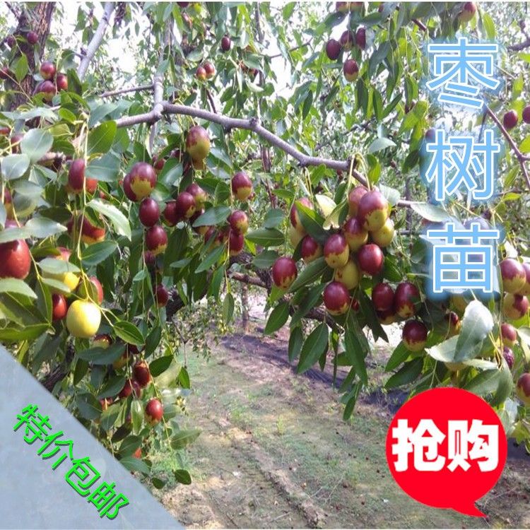 枣苗冬枣树苗山东冬苗冬树盆景龙须枣南方北方种植当年结果