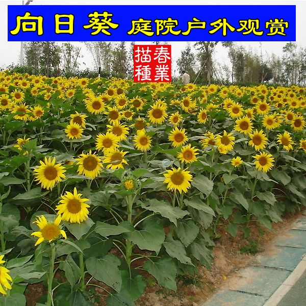 新品户外春季花种子矮向日葵种子四季种易活室外庭院观赏小葵花籽