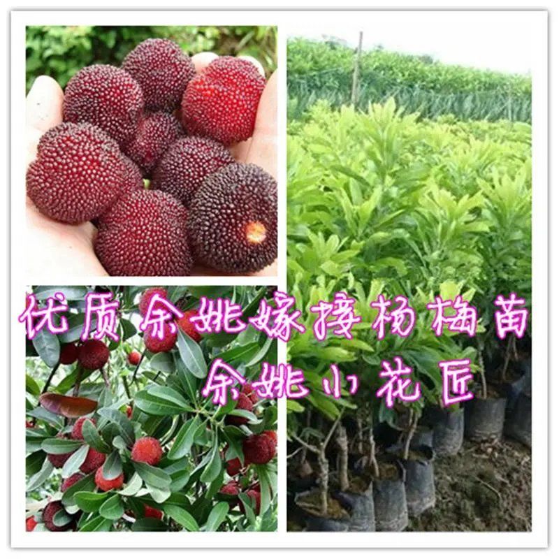 浙江东魁杨梅树苗荸荠杨梅苗水晶白杨梅黑炭杨梅嫁接苗杨梅苗