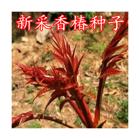 新采香椿种子食用红叶香椿种籽红油香椿种子芽苗菜优质香椿树种子