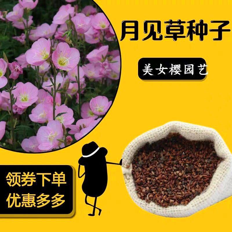 花卉月见草种子驱虫草种子夜来香种子多年生驱蚊草阳台盆栽包