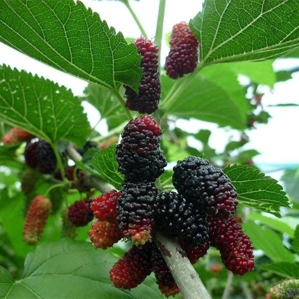 长果桑苗无籽大十果桑树苗 桑葚苗黑桑树苗 盆栽地栽种植当年结果