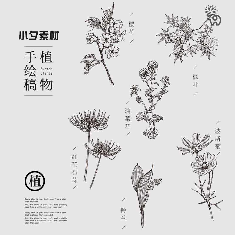 手绘线稿素描线描草本植物花卉水仙菊元素png免扣eps矢量设计素材