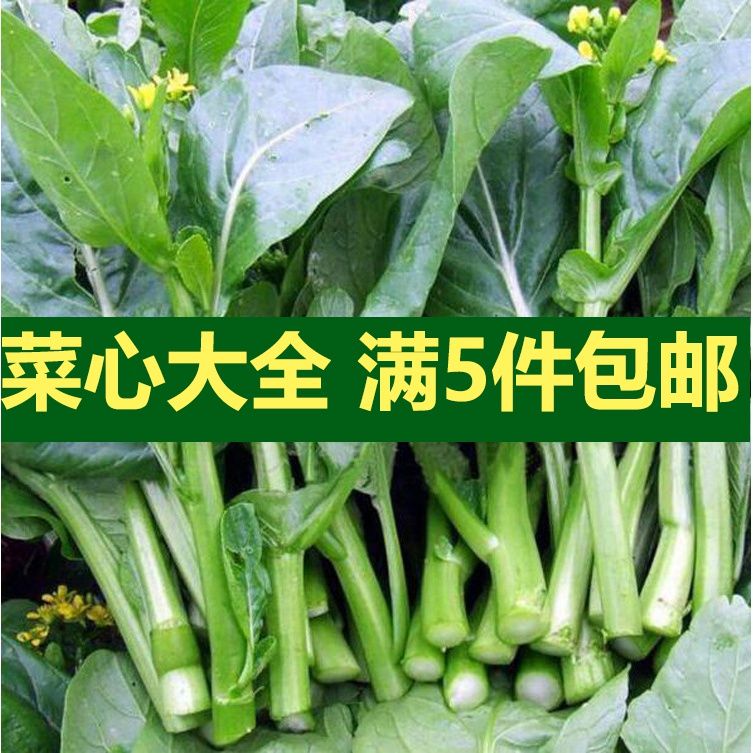 广东增城迟菜心种子红菜苔宁夏甜菜心种籽多芽白菜苔四季蔬菜种孑