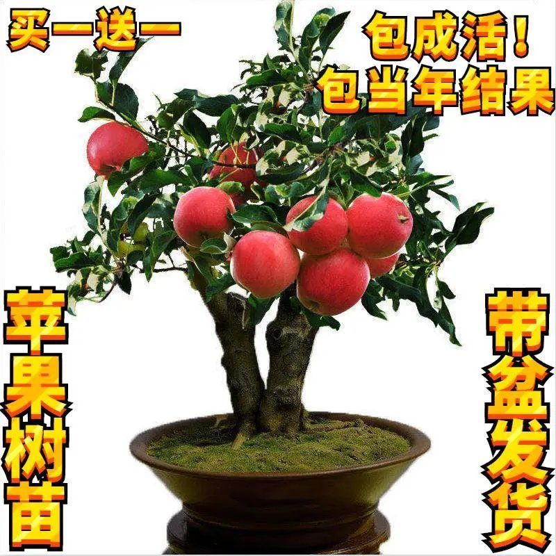 正宗红富士大苹果盆栽地栽庭院种植果树苗花卉绿植物当年结果