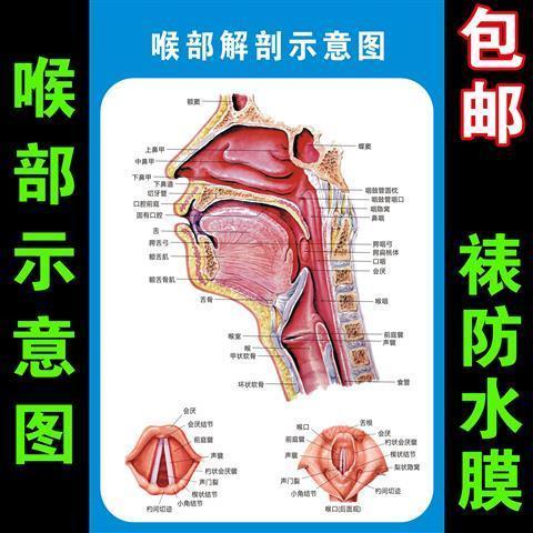 喉部解剖示意图医院耳鼻喉解剖图人体穴位图中医养生保健海报墙贴