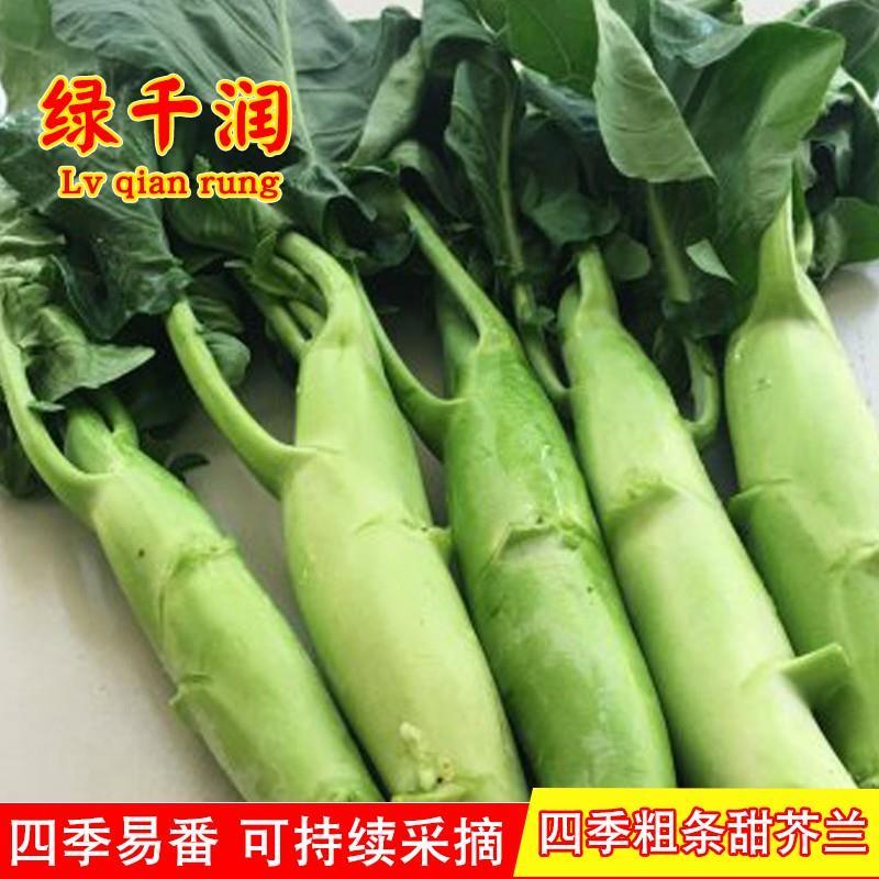 四季粗条甜芥兰菜广东菜种四季盆栽大田种籽孑菜籽介兰菜蔬菜种籽