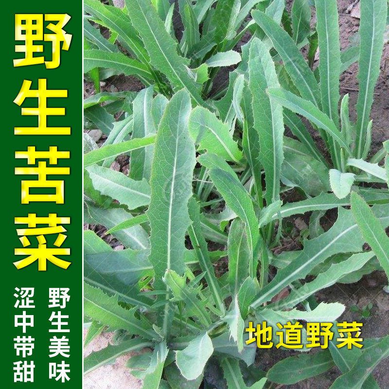 野生苦菜种子 农家野菜曲麻菜苦麦菜特色蔬菜四季播阳台盆栽种菜