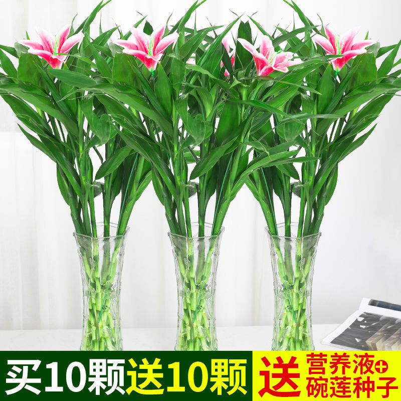 富贵竹植物观音竹水培转运竹水养带根客厅绿植招财室内花竹