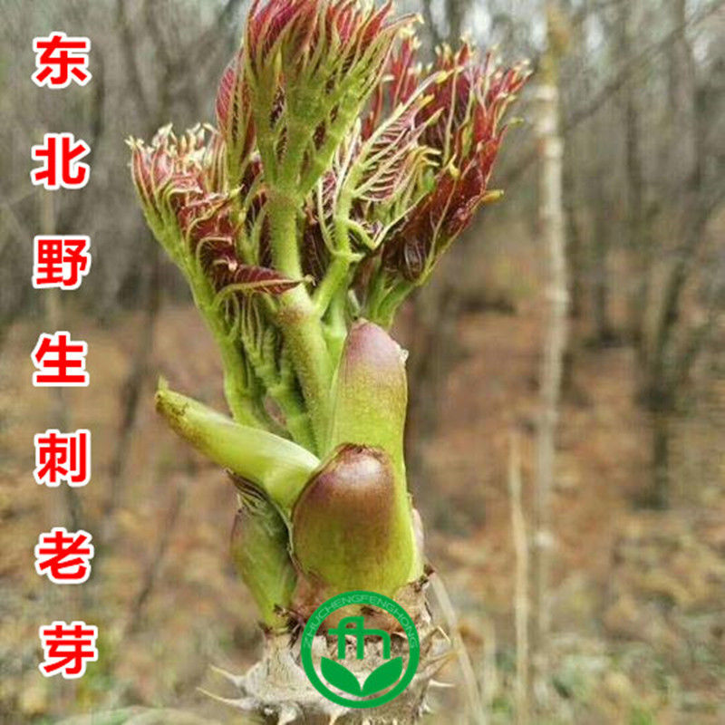 东北刺老芽种子春季播山野菜辽东楤木刺老芽菜籽野生刺嫩芽籽
