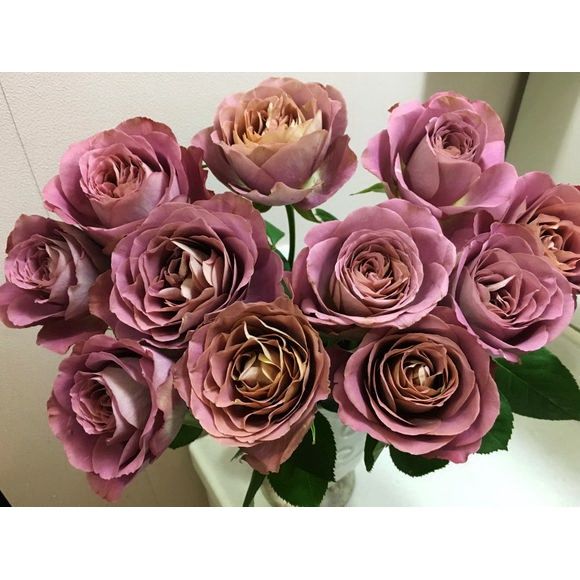 法尔索/纺 粉色香味四季阳台花卉月季花玫瑰花四季开花