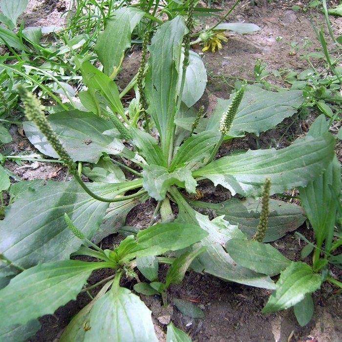 车前草草籽食用野菜种籽中药材车轮菜籽野生车前子四季蔬菜种子孑