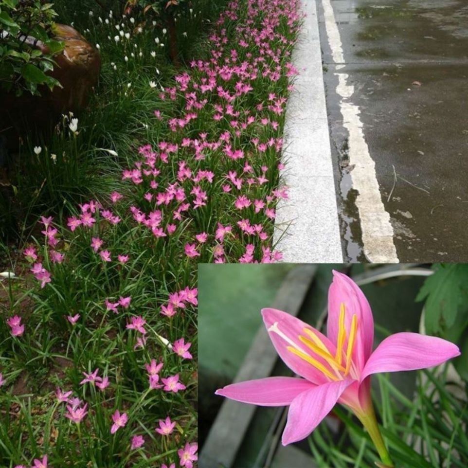 风雨兰种球葱兰重瓣韭兰花苗石蒜庭院花坛四季花卉绿植盆栽种籽