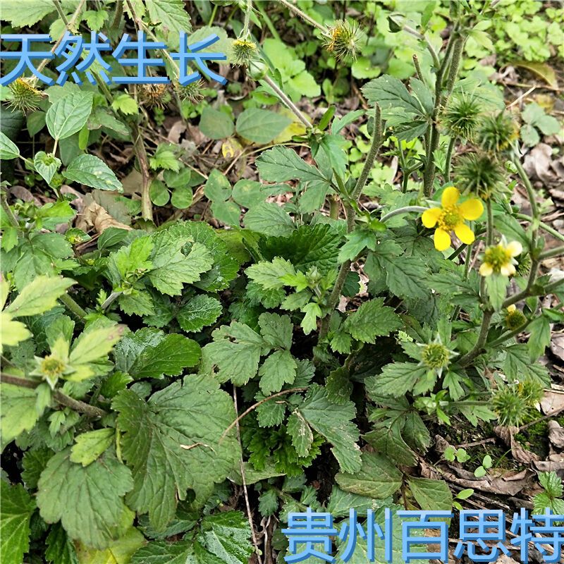 包邮贵州野生新鲜南不正路边青中草药蓝布正水杨梅头晕药兰布正