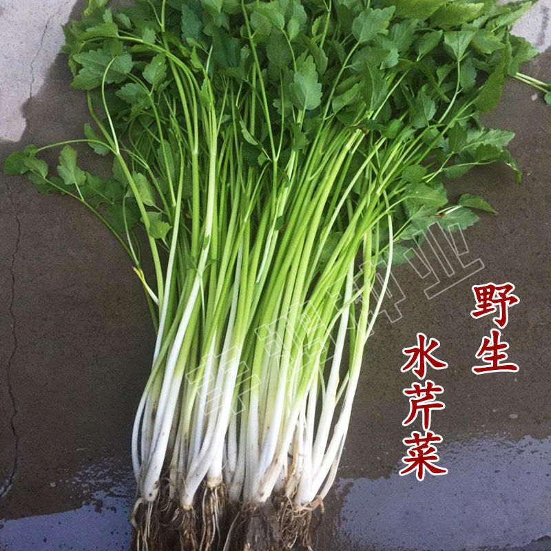 水芹菜种子野芹菜苗籽山芹东北小香芹山野菜水培旱地种植四季蔬菜