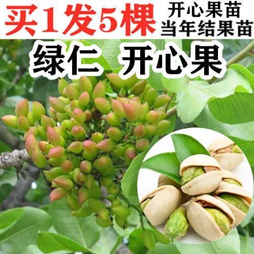 嫁接开心果树苗南北方种植阿月浑子绿仁开心果苗盆栽地栽当年结果