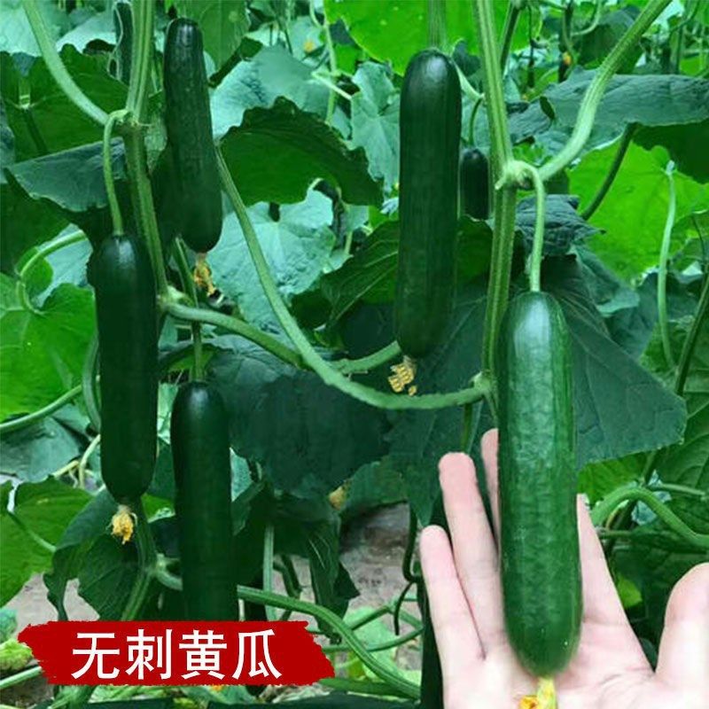 水果黄瓜种子摘不败节节瓜小黄瓜地栽阳台盆栽四季播种蔬菜种子