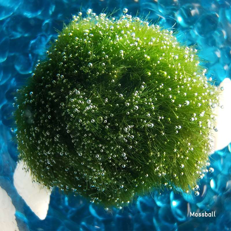 marimo幸福海藻球马里莫绿藻球mossball水培植物