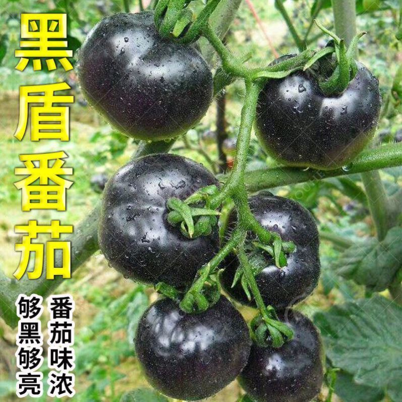 黑番茄种子苗黑色樱桃小西红柿阳台盆栽苗子蔬菜种籽圣女果孑果苗