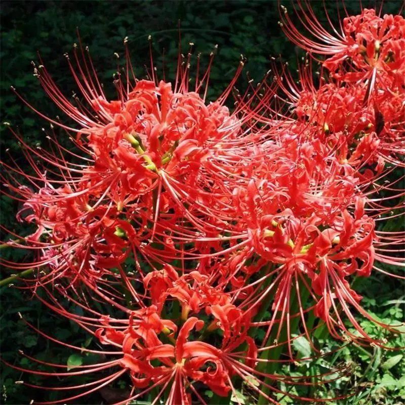 特价红色彼岸花种球种根曼珠沙华红花石蒜盆栽花卉种子套装