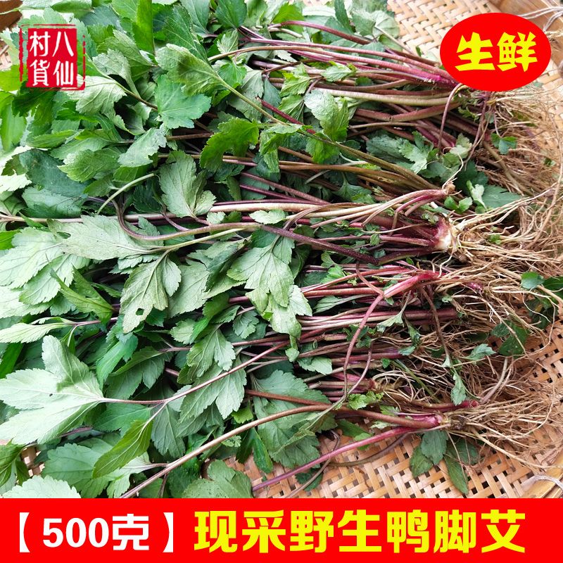 野生鸭脚艾 新鲜红艾 现采中草药甜菜甜艾珍珠菜白花蒿 500克包邮