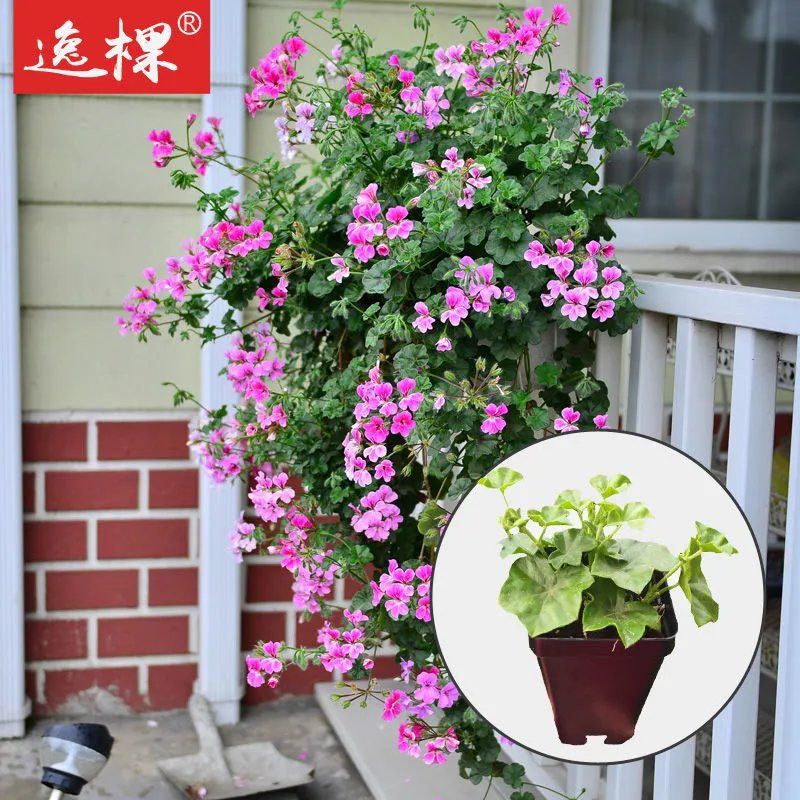 2019垂吊天竺葵花苗垂吊植物四季开花阳台庭院盆栽
