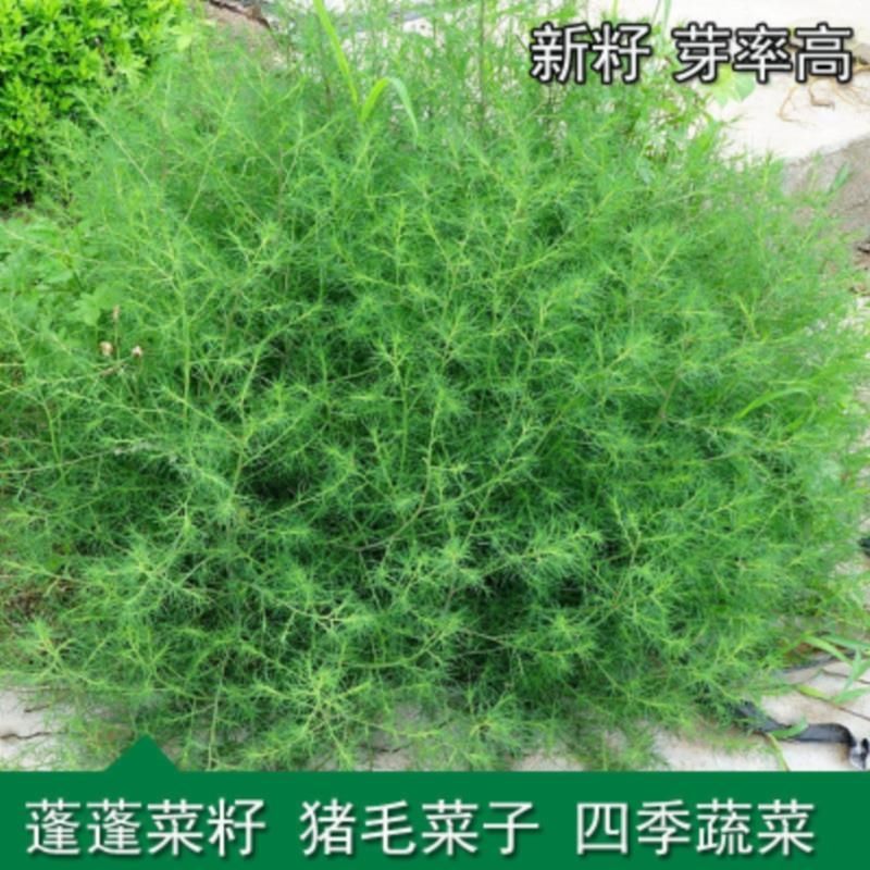 猪毛菜种子 扎蓬棵 蓬蓬菜蓬子菜猪毛缨刺蓬菜种子四季野菜籽包邮