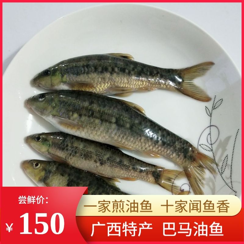 油鱼广西特产巴马油鱼 野生红水河鱼 穗唇鲃鱼小溪鱼新鲜鲜活现杀