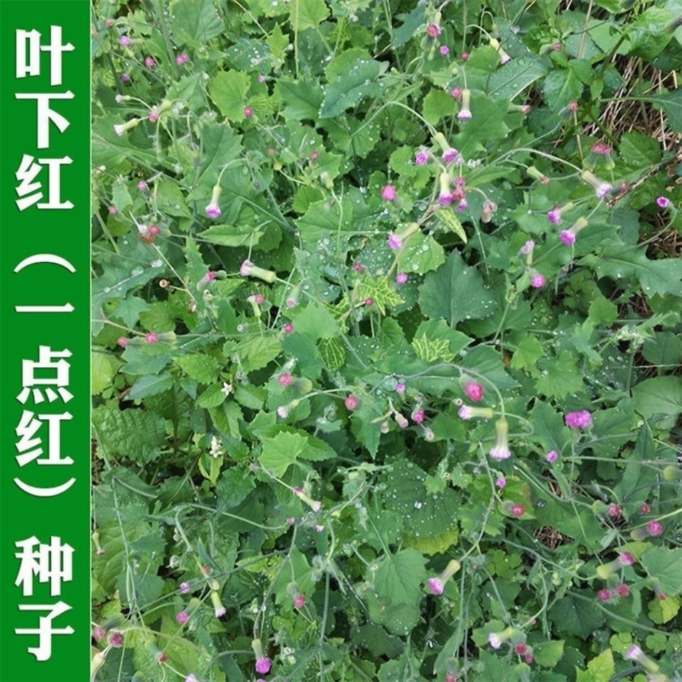 一点红种子红背菜叶下红羊蹄草春秋四季播阳台盆栽野菜蔬菜种孑籽