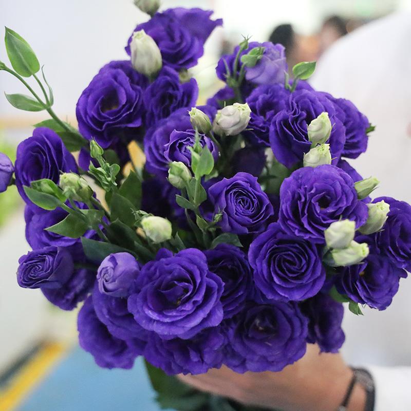 紫色洋桔梗鲜花紫边桔梗花云南基地直发混色鲜花花束
