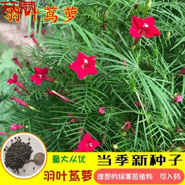 四季播遮阳攀爬藤蔓植物羽叶茑萝室内阳台围墙栅栏易活花卉花种子
