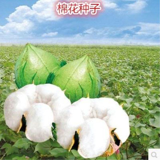 棉花籽种大田播种高产抗病棉花种子农家四季易种大桃棉花种孑
