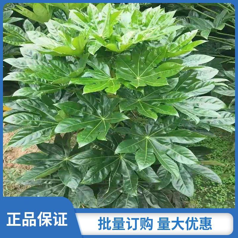 庭院别墅绿化苗八角金盘树苗四季常青耐阴耐寒盆栽植物花卉吸甲醛