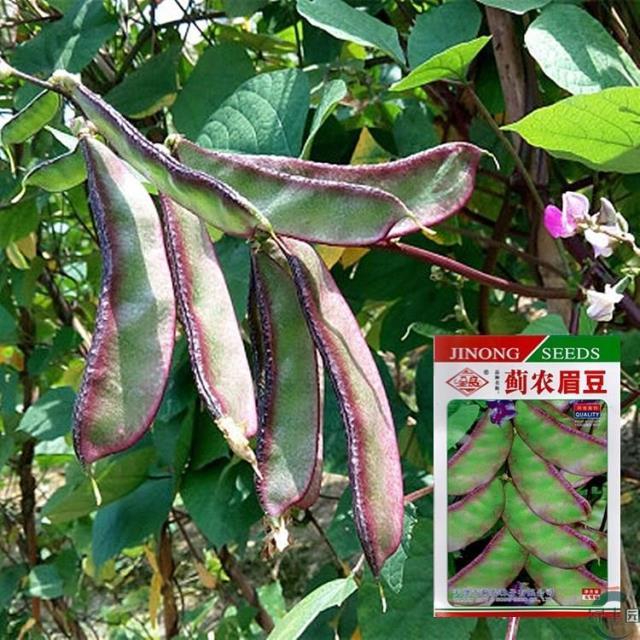 红边扁豆种子四季豆角梅豆角红眉豆蔬菜梅豆孑架豆菜豆峨眉豆种籽