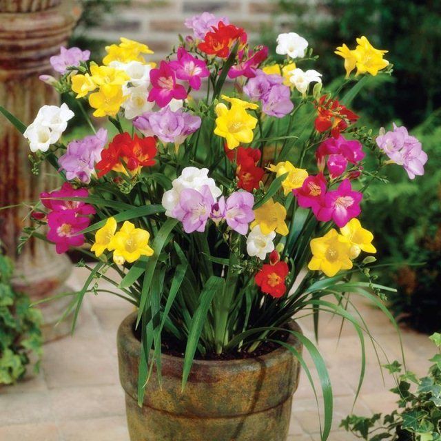 小苍兰种子盆栽花卉香雪兰种球植物室内外庭院四季易种活浓香型花