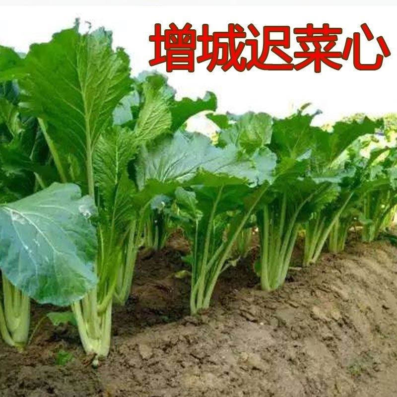 广东增城迟菜心种籽高脚甜菜苔高产青菜冬季阳台四季盆栽蔬菜种子