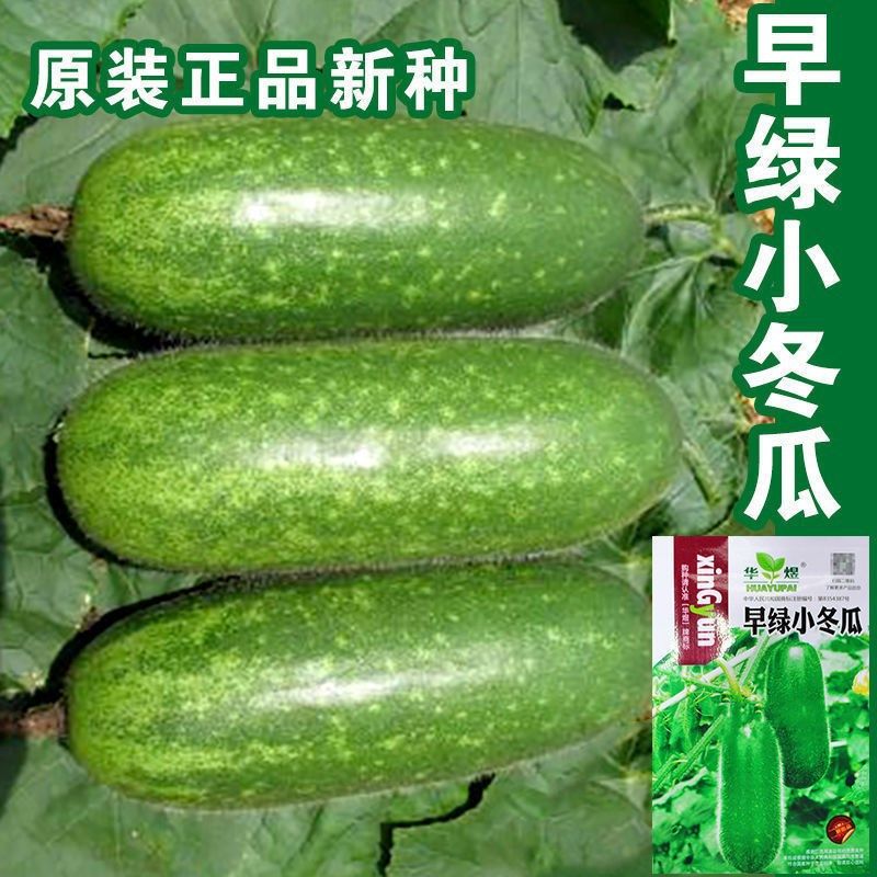 早绿小冬瓜种子毛冬瓜小节瓜迷你水果冬瓜早熟高产四季播蔬菜种孑