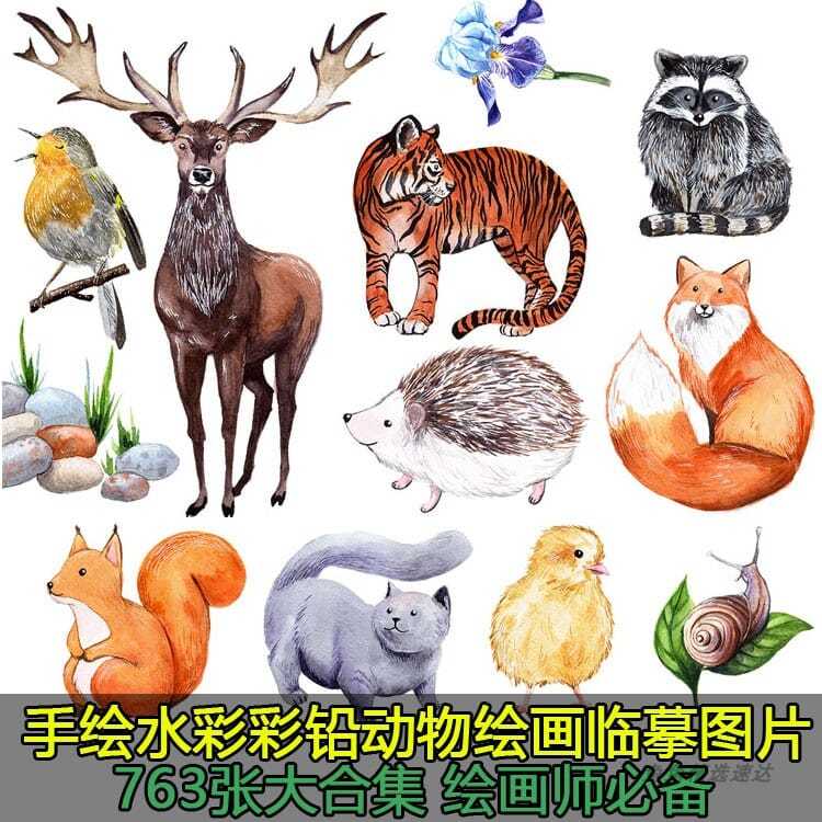 手绘写实水彩彩铅动物插画绘画临摹素材图片